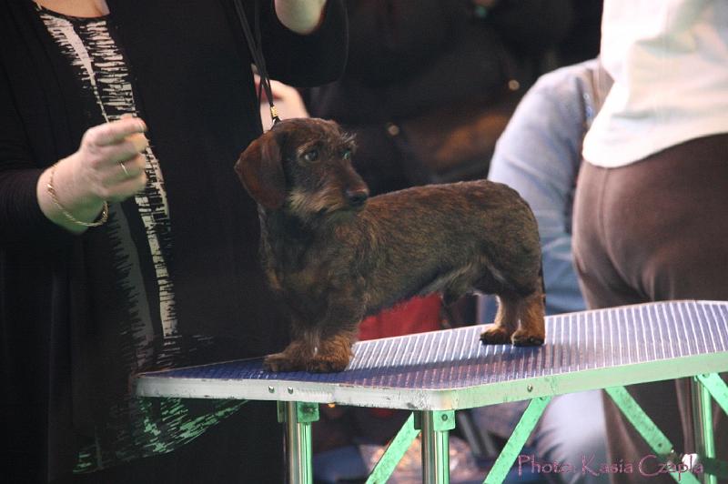 Crufts2011_2 619.jpg